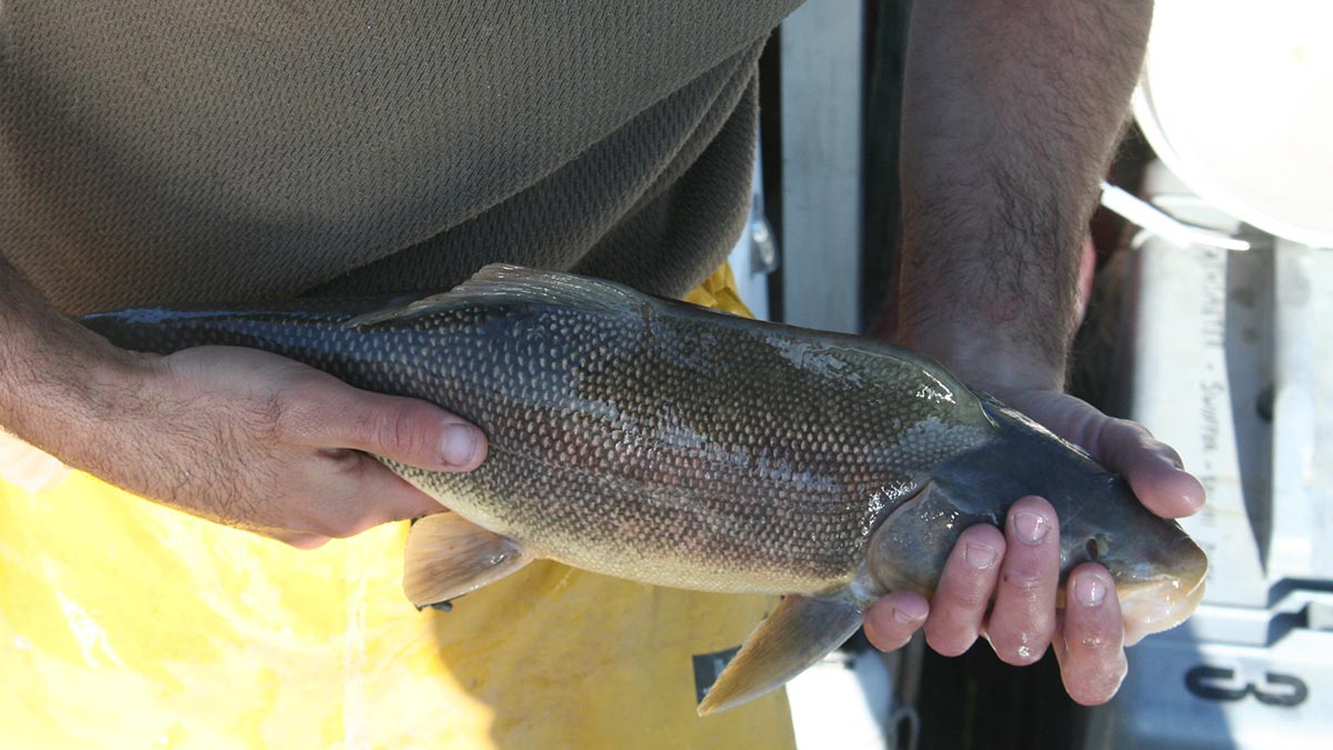 Razorback sucker fish.