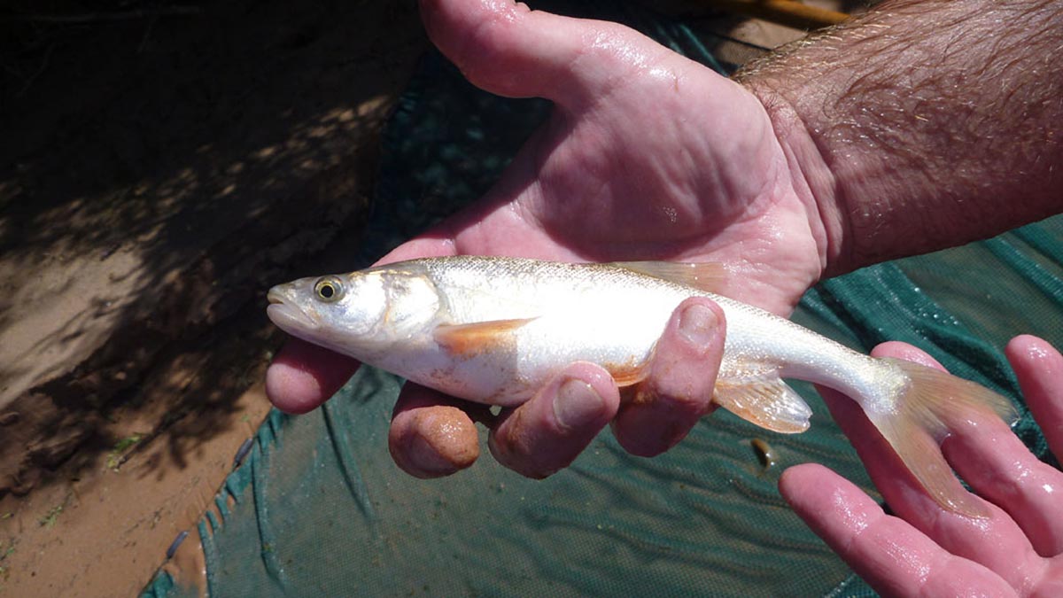 Virgin river chub fish.