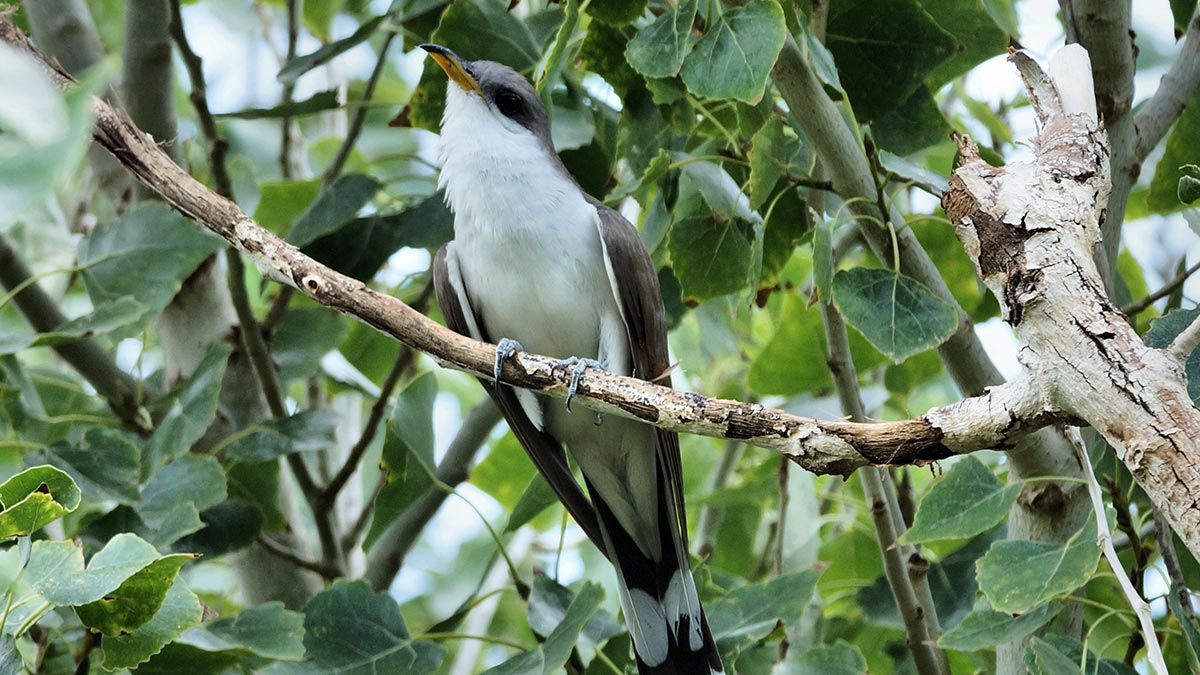 Western yellow bill cuckoo