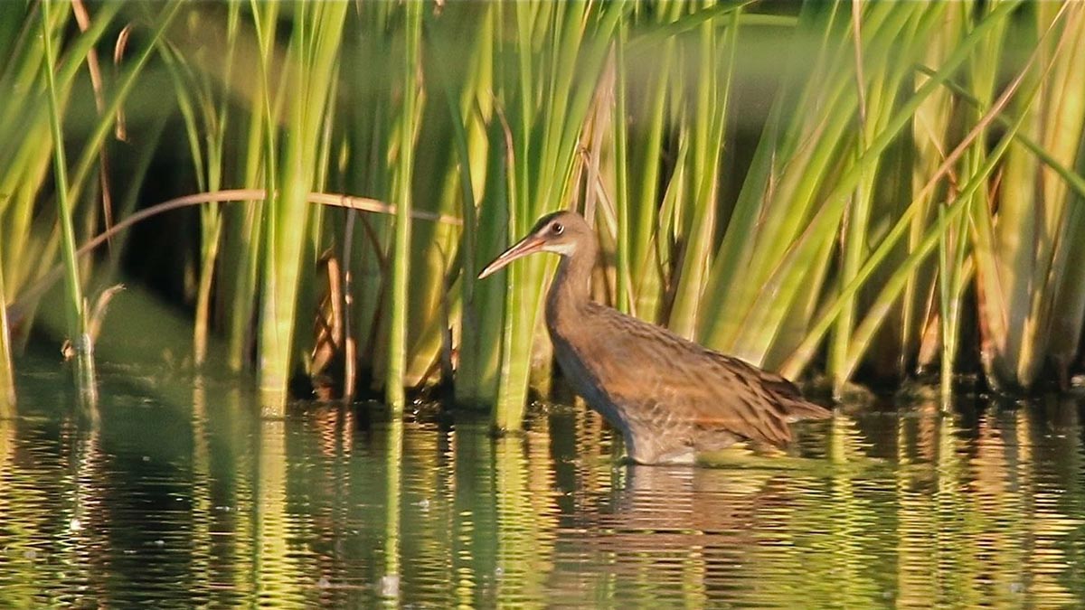 Yuma ridgway's rail