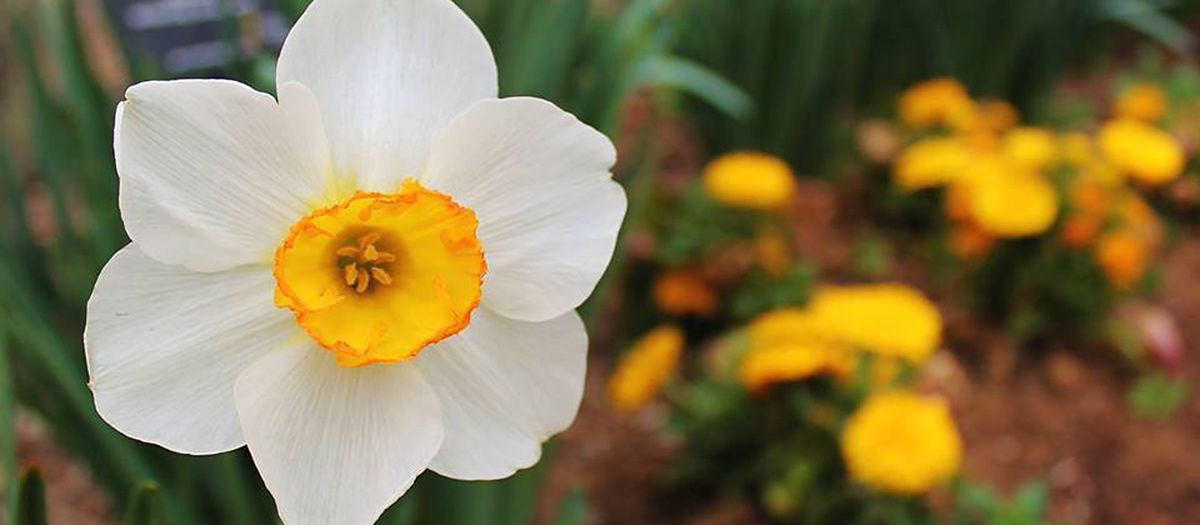 White flower among yellow flowers.