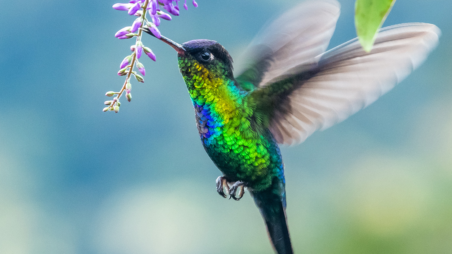 Hummingbird with flower