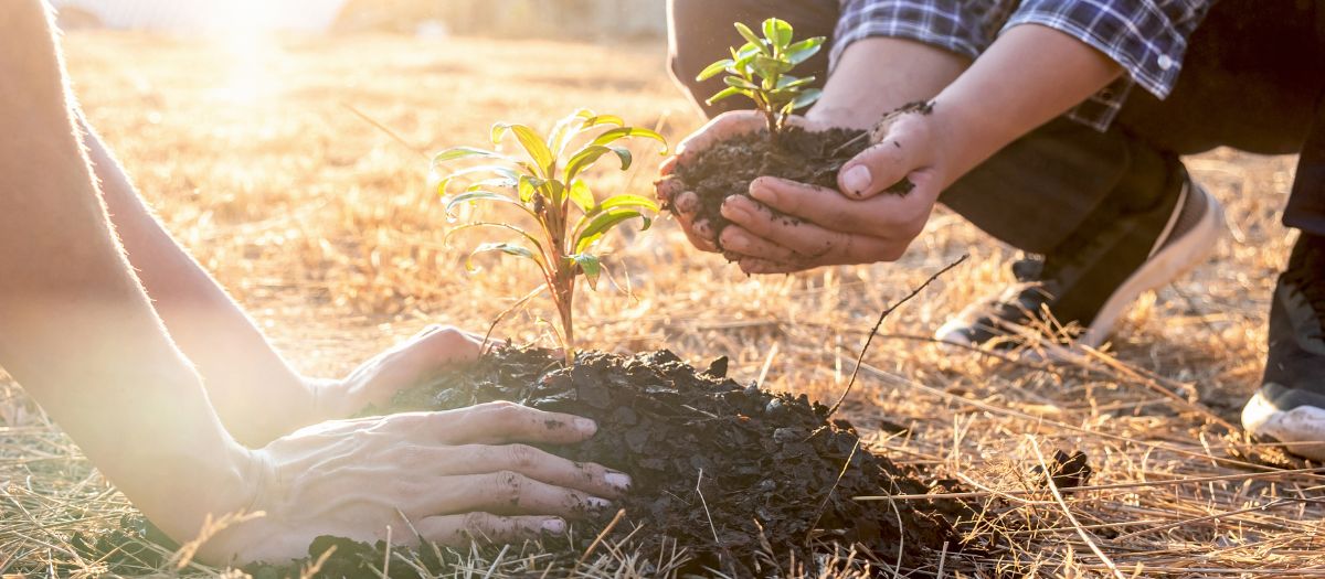 Hands planting new plants