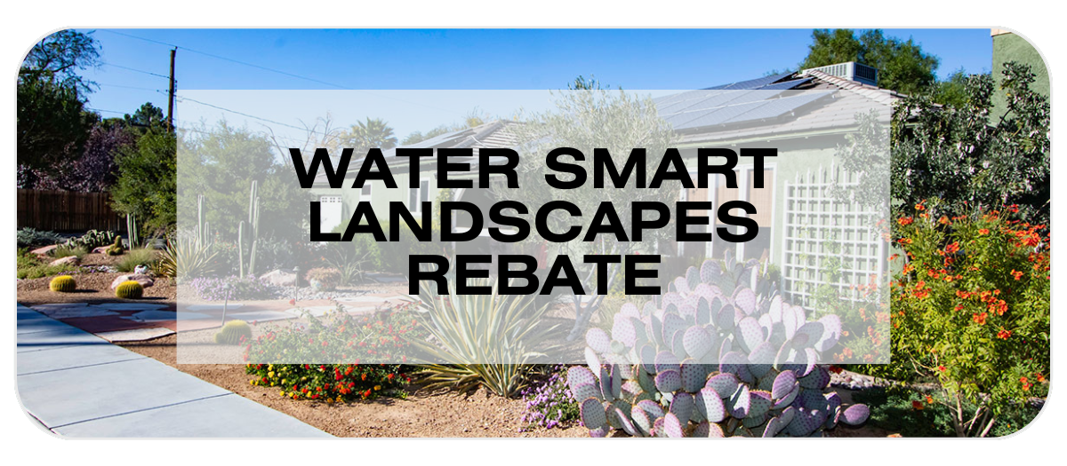 Desert landscaping in front yard