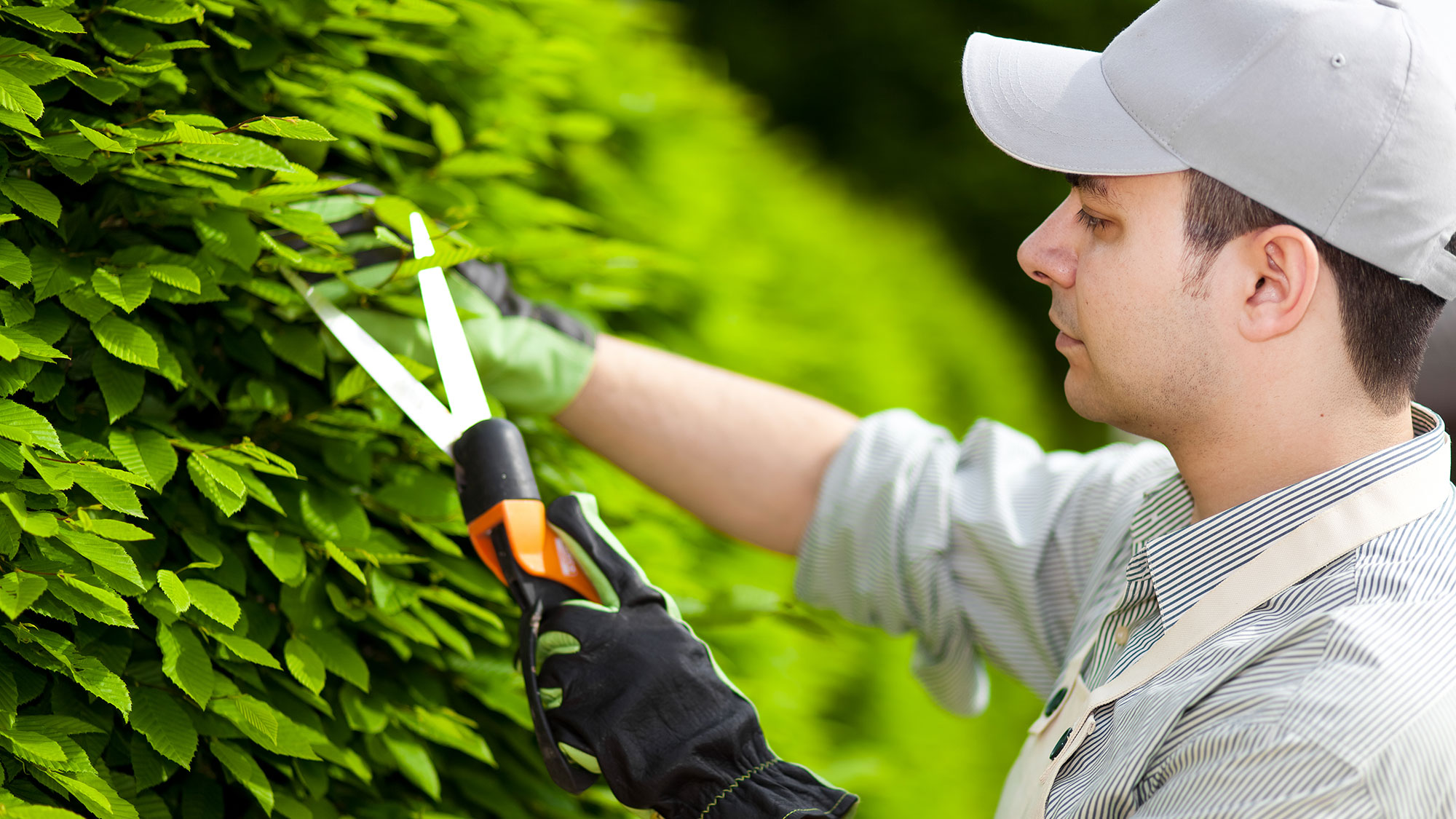 A gardener prunes a shrub