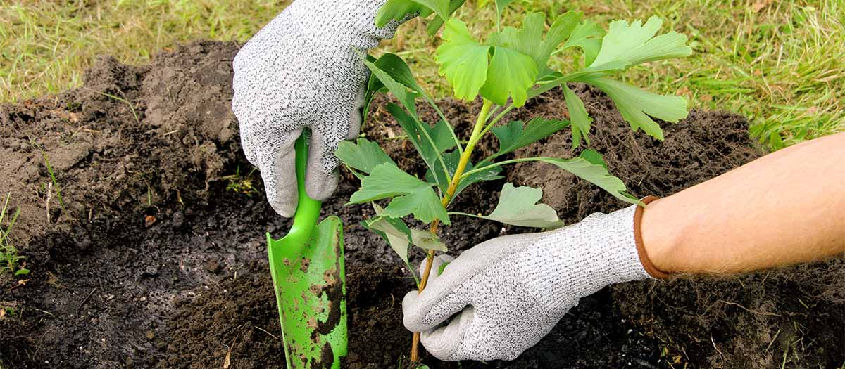 tree planting