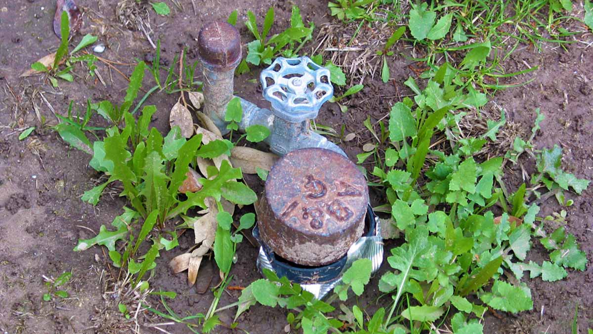 A pool cleanout port is partially concealed by plants