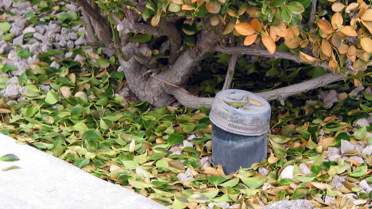 A pool cleanout port sits next to a shrub