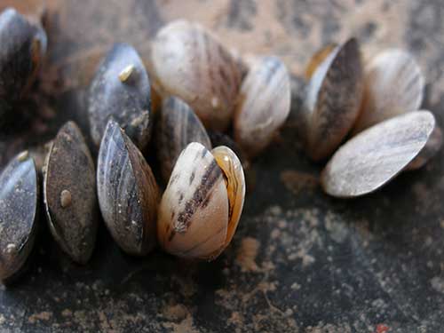quagga mussels