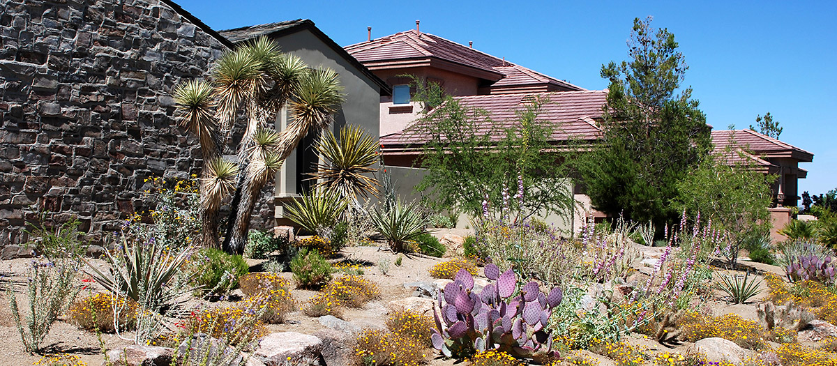 Yard with low water use xeriscape.