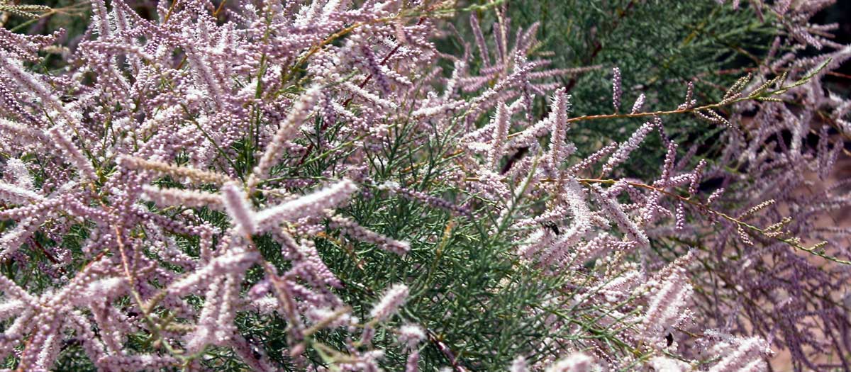 Saltceder, or Tamarisk, is an invasive and non-native species.