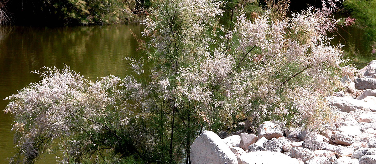 Saltceder, or Tamarisk, is an invasive and non-native species.