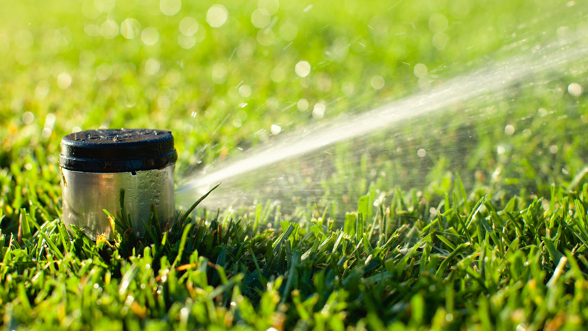 a sprinkler waters a lawn