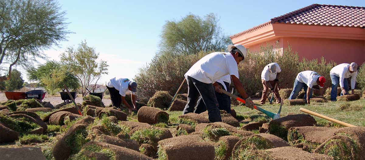 Grass being removed