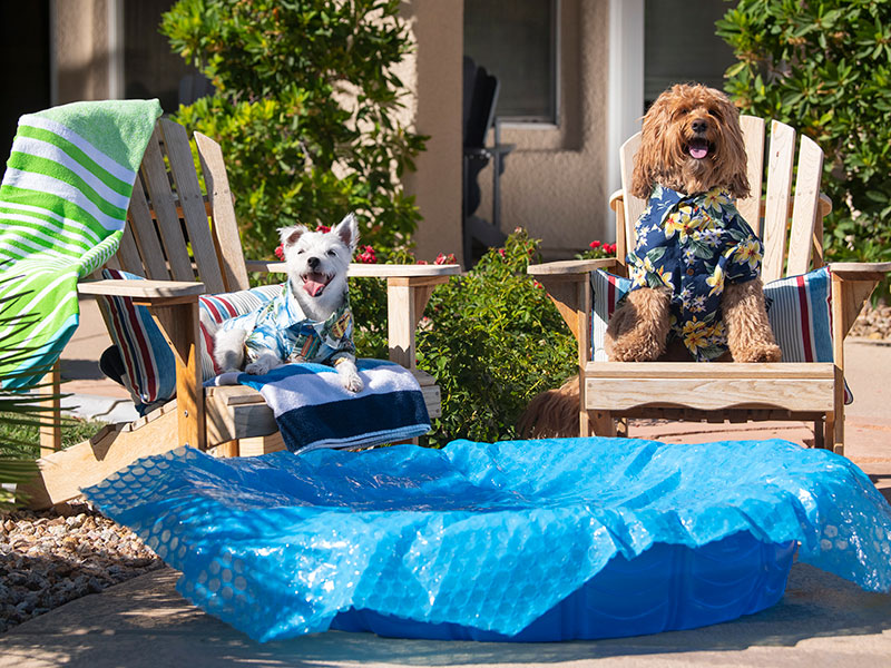 Bark Andre Furry and Winston da Doodle sit on chaises in a backyard next to a pool with a pool cover on it