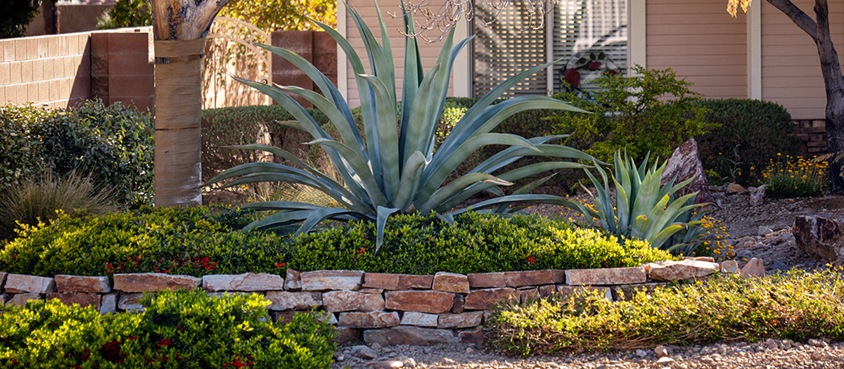 Beautiful water-smart front yard with large agave