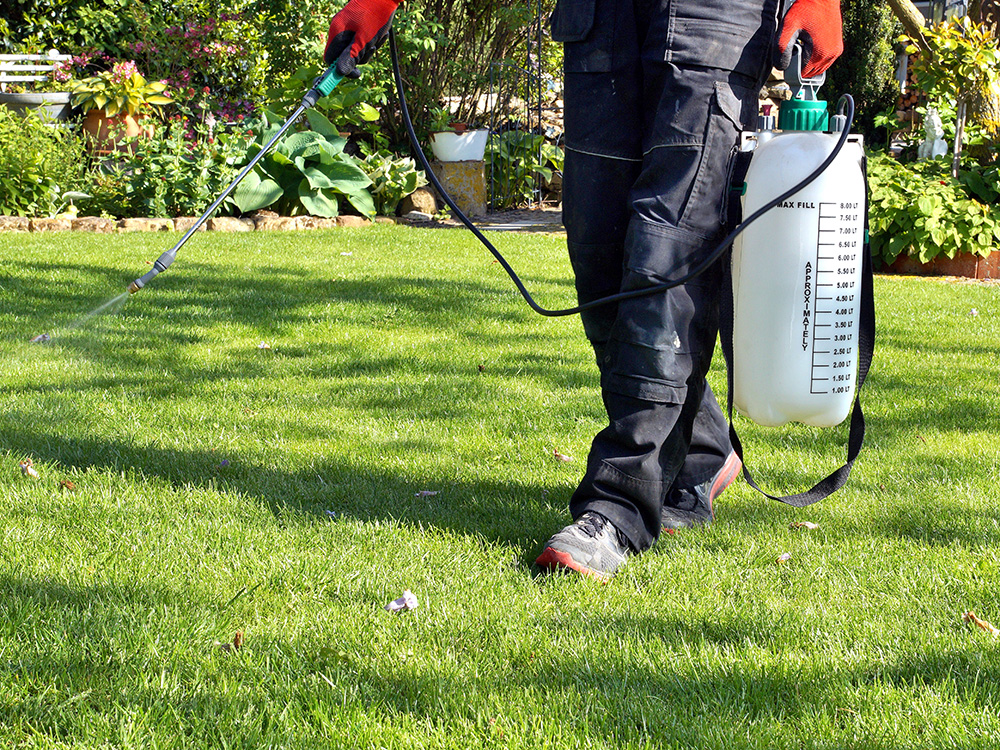 Man spraying herbicide on lawn