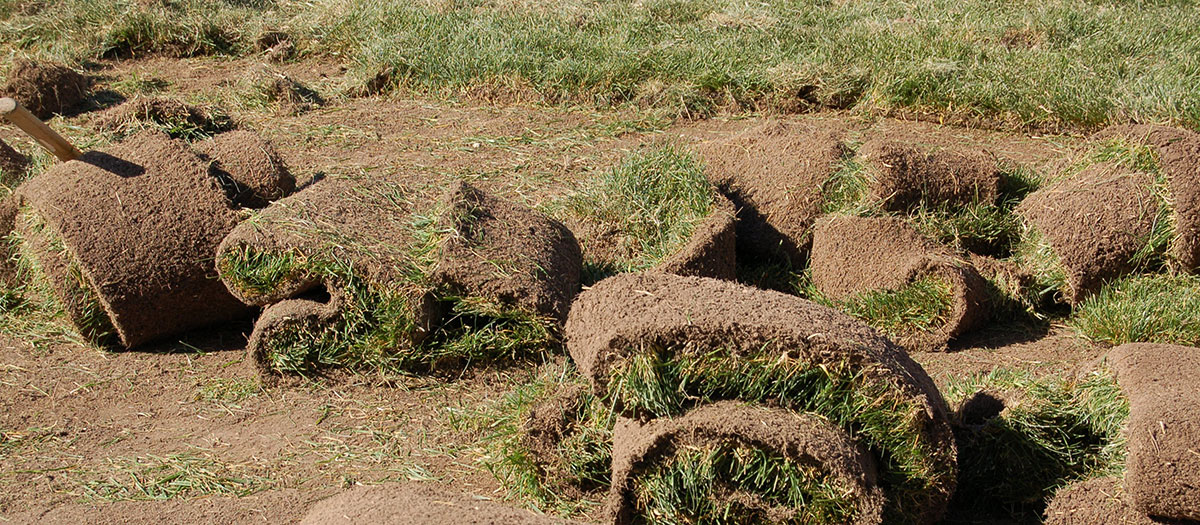 Rolls of sod in piles after being ripped up 