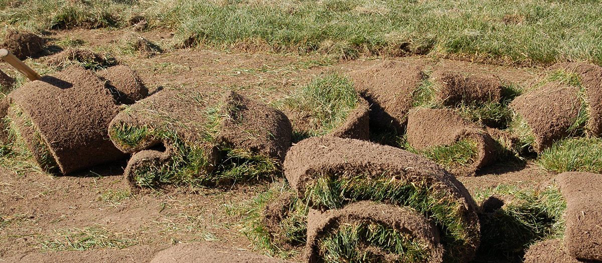 Rolls of sod in piles after being ripped up